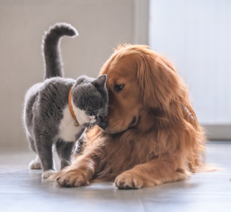 Vaccination - Flu+Rabies (Cat/Dog)